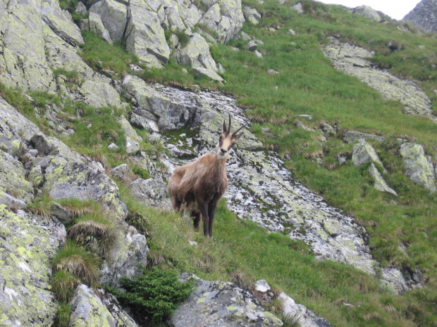 Bo wezmę na rogi. #Góry #Tatry #JagnięcySzczyt