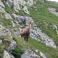 Bo wezmę na rogi. #Góry #Tatry #JagnięcySzczyt