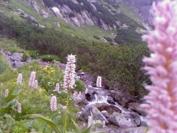 #Tatry #przyroda