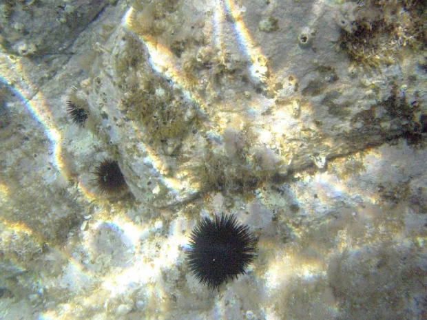 Podwodne życie w wodach Costa Paradiso ( plaża Li Cossi) #Sardynia