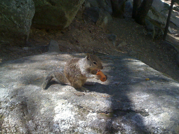 Park Yosemite