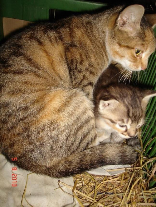 mama Fredka z kocię Tygryskiem ....