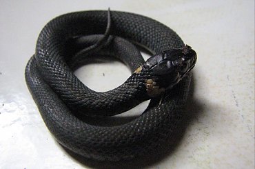 Mały zaskroniec #gad