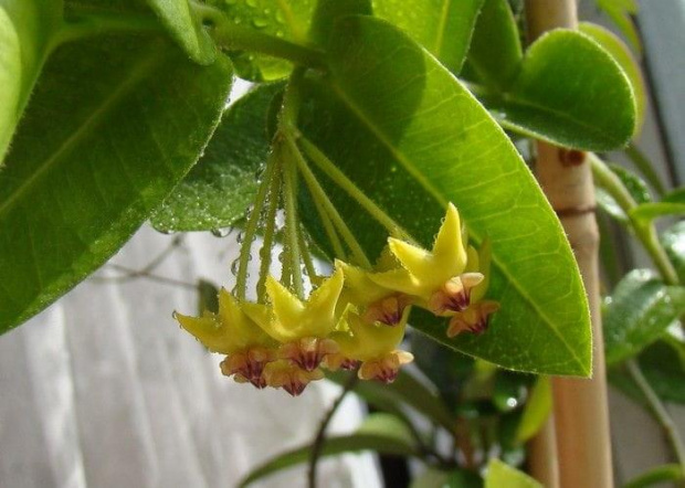Hoya densifolia