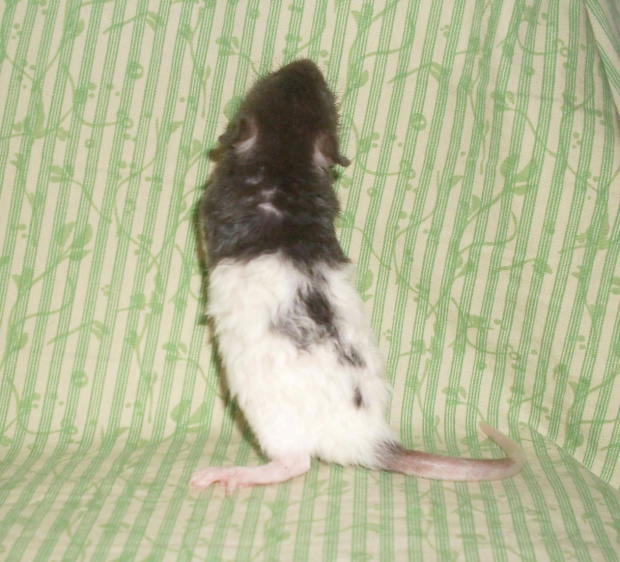 SZCZURY