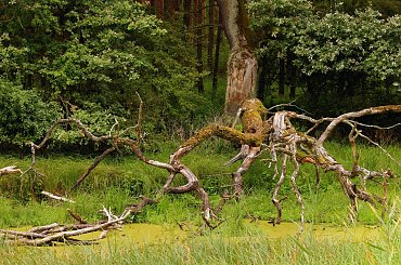 na starorzeczu.. #bagna #dąb #drzewo #konary #las #sroczewo