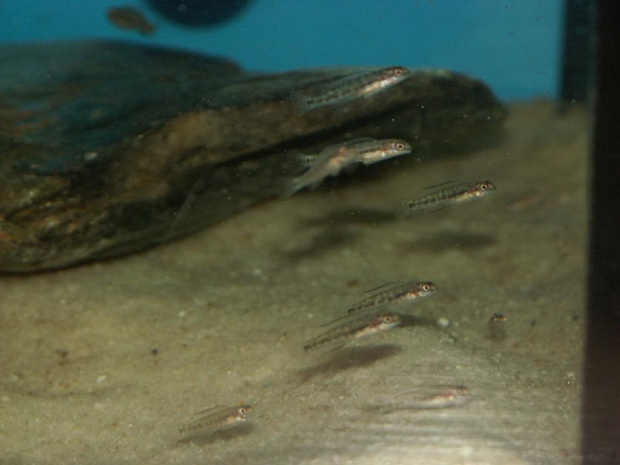 Narybek Telmatochromis vittatus