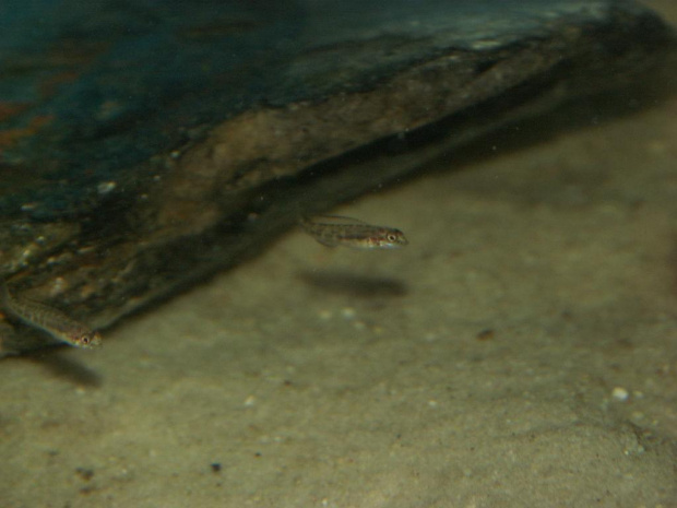 Narybek Telmatochromis vittatus