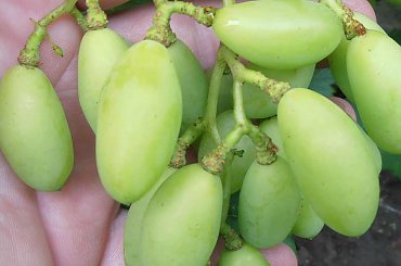 Wiktor #grona #winorośl