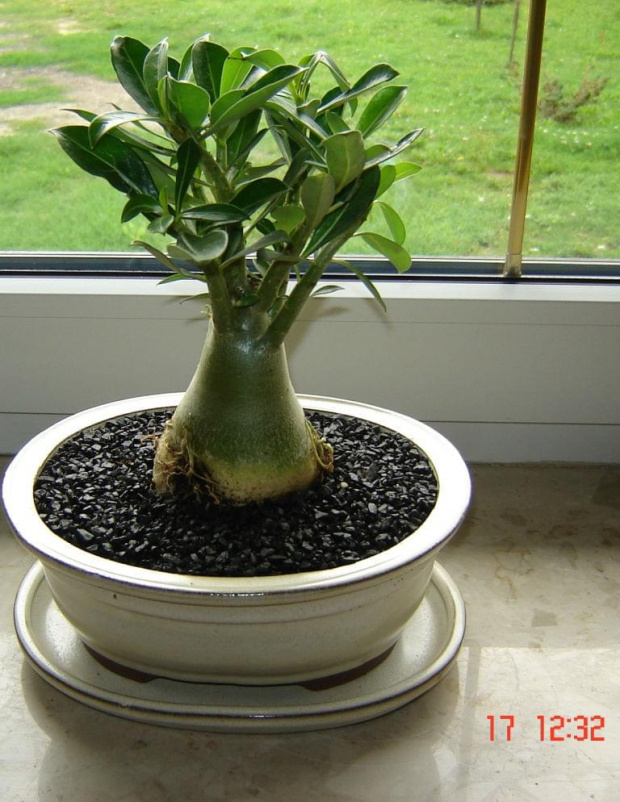 adenium obessum