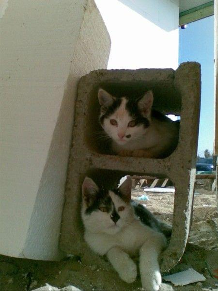 Pazdziernik - mili goscie na budowie :) Kotki dwa ... #KORNELIA