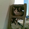 Pazdziernik - mili goscie na budowie :) Kotki dwa ... #KORNELIA