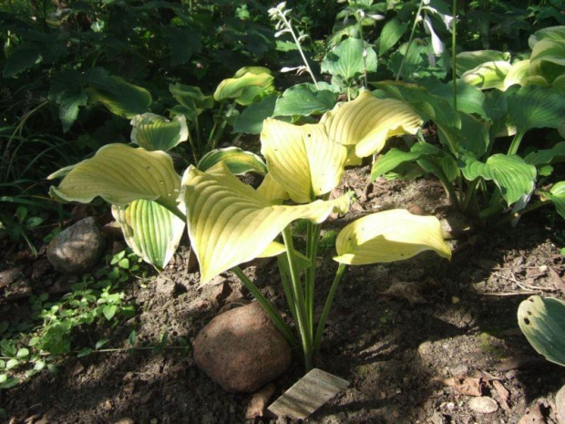 Hosta Lakeside Cha Cha