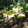 Hosta Lakeside Cha Cha