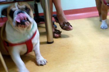 #BuldogAngielski #bulldog #forum