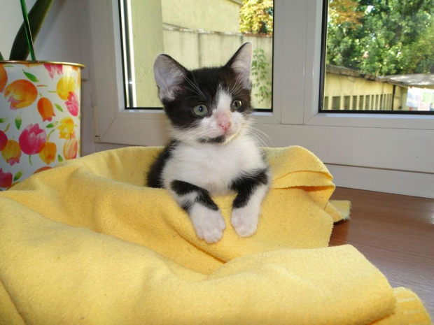 Koty do adopcji #kot #koty #kotka #przygarnę #adoptuję #Gliwice #schronisko