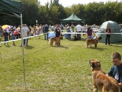 #leonberger #AptekaNatury