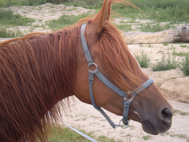 #koń #konie #Blanka #kasztan #kasztanka #kantar #portret #ruda #piękna