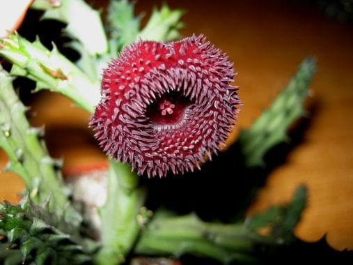 #huernia