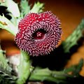 #huernia