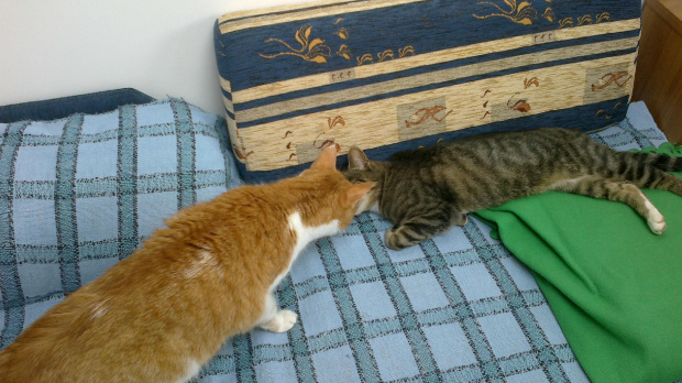 Nitek oswaja się z nowym miejscem #kot