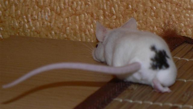 #mysz #myszka #myszki #myszy #zwierzęta