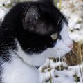 Buszująca w śniegu... ;) #koty