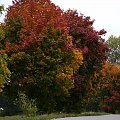 polska jesień drzewo6 #PolskaJesień