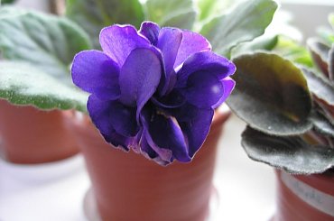 fiołek afrykański - Magic Night #FiołekAfrykański #FiołkiAfrykańskie #kwiatki #kwiaty #saintpaulia