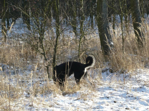 na zimowym spacerku :))) #pies #psy #zwierzęta #przyroda #zima
