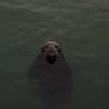 Przyjaciółka z półwyspu Howth
