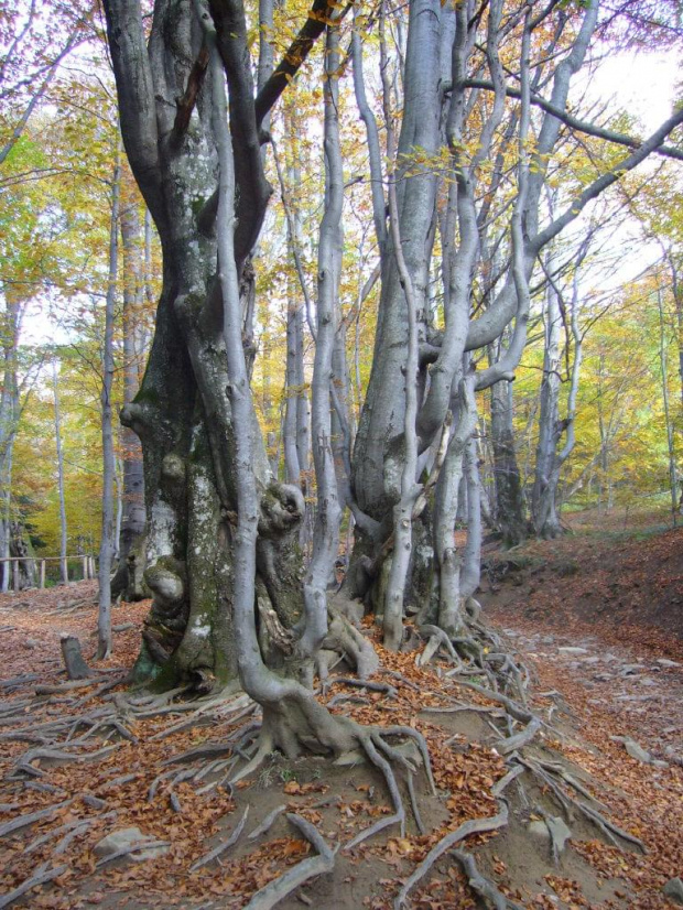 #góry #bieszczady #jesień