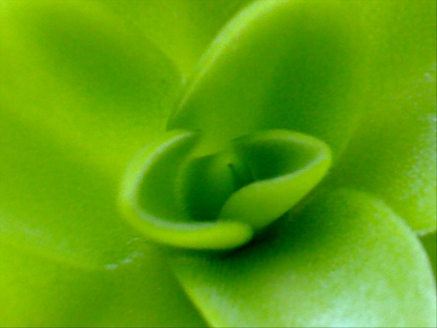 Pinguicula 'tina'