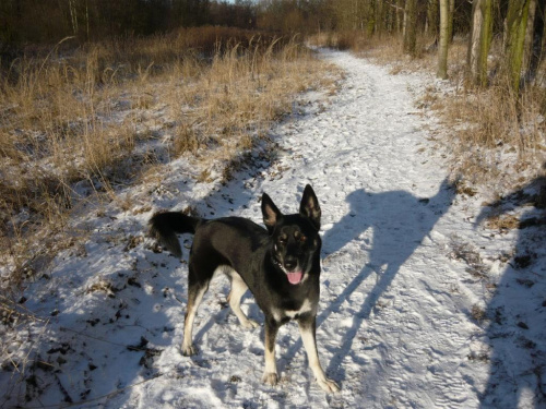 na zimowym spacerku :)))) #pies #psy #zwierzęta #przyroda