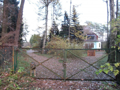 Zielony Dwór-pies przy bramie zachodniej od strony lasu #Schlochau #Człuchów