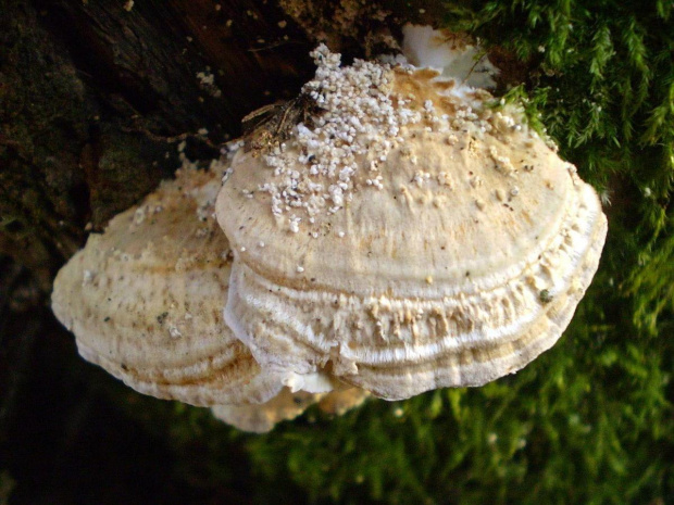 Trametes ochracea . Data : 25.02.2008. Miejscowość : Piaski Wielkopolskie .