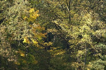 #jesień #woda #barwy #kolory #drzewa