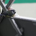 Sikorka modra - rzadki gość na balkonie..