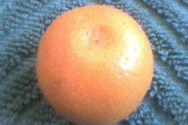 pierwszy owoc spadł #cytrusy #Kalamondyna