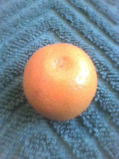 pierwszy owoc spadł #cytrusy #Kalamondyna