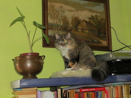 Mroux, kotka przyjaciółki