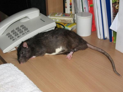 7.10.07 Tomek