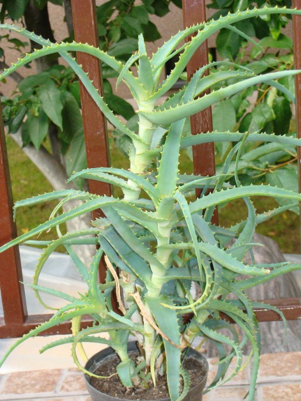 Aloe