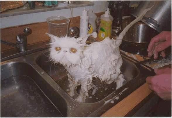 kot w kąpieli #śmieszne