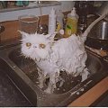 kot w kąpieli #śmieszne