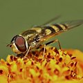 Gucio #owady #pszczoły #przyroda