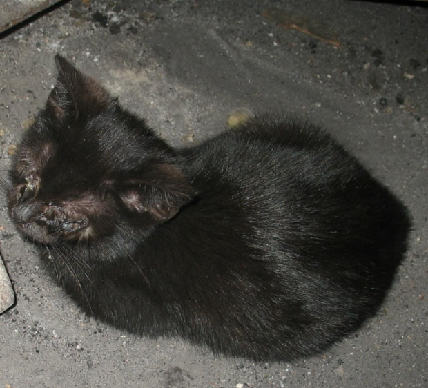 kot
