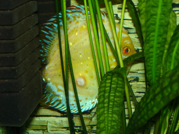 diskus