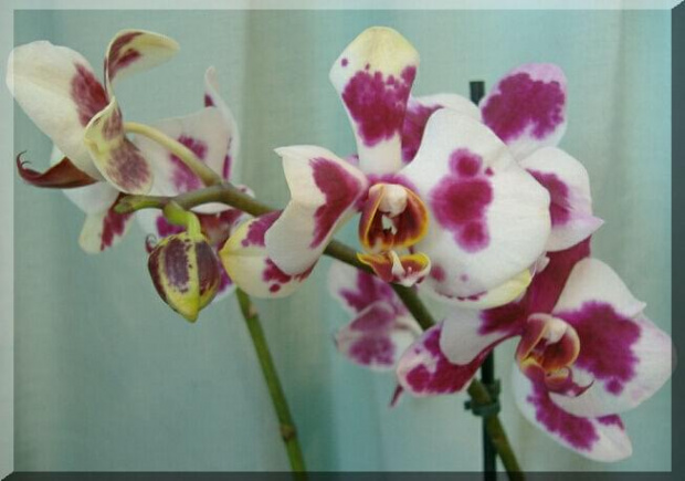 Phalaenopsis