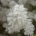Zima 2006 #Śnieg #Zima
